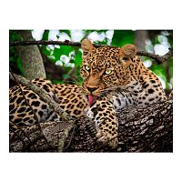 Алмазная мозаика Хищный леопард на дереве 30х40 см Рыжий Кот AC34037